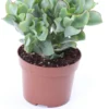 Crassula (Crassula Undulatifolia 'Magic') D 12 H 17 Cm 2 Crassula (Crassula Undulatifolia 'Magic') D 12 H 17 Cm -Tuinplanten Winkel 8717263418825