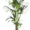 Kentiapalm (Howea Forsteriana) D 24 H 140 Cm