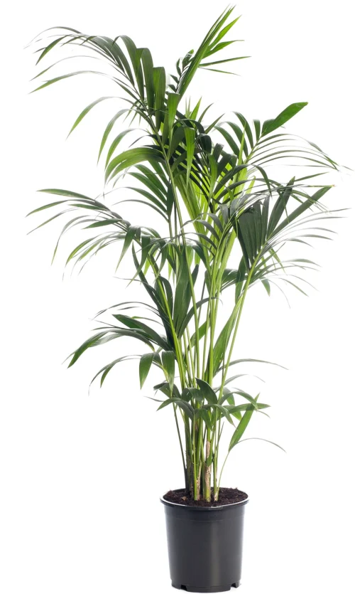 Kentiapalm (Howea Forsteriana) D 24 H 140 Cm