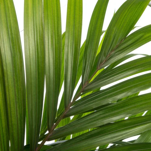 Kentiapalm (Howea Forsteriana) D 24 H 160 Cm -Tuinplanten Winkel 8717263418948 2