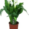 Aronskelk (Zantedeschia 'Captain Fresco') Wit D 13 H 40 Cm 2 Aronskelk (Zantedeschia 'Captain Fresco') Wit D 13 H 40 Cm -Tuinplanten Winkel 8717263419143