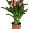 Aronskelk (Zantedeschia 'Zazu') Roze D 13 H 40 Cm -Tuinplanten Winkel 8717263419150