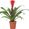 Bromelia (Guzmania 'Hope') D 12 H 45 Cm 1 Bromelia (Guzmania 'Hope') D 12 H 45 Cm -Tuinplanten Winkel 8717263419211 1