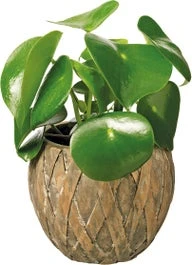 Peperomia (Peperomia Polybotrya 'Raindrop') D 12 H 25 Cm