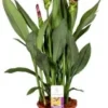 Curcuma (Curcuma 'Splash') D 15 H 55 Cm 1 Curcuma (Curcuma 'Splash') D 15 H 55 Cm -Tuinplanten Winkel 8717263419822