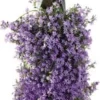 Wandhanger Klokjesbloem (Campanula Portenschlagiana 'Ambella Purple') D 60 H 25 Cm -Tuinplanten Winkel 8717263431770