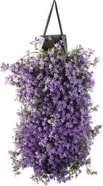Wandhanger Klokjesbloem (Campanula Portenschlagiana 'Ambella Purple') D 60 H 25 Cm 3 Wandhanger Klokjesbloem (Campanula Portenschlagiana 'Ambella Purple') D 60 H 25 Cm