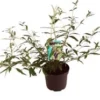 Vlinderstruik (Buddleja Davidii 'Black Knight') D 24 H 40 Cm -Tuinplanten Winkel 8717263438120