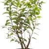 Portugese Laurier (Prunus Lusitanica 'Angustifolia') D 23 H 50 Cm -Tuinplanten Winkel 8717263438595 1