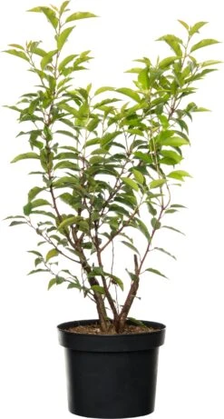 Portugese Laurier (Prunus Lusitanica 'Angustifolia') D 23 H 50 Cm