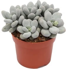 Eitjeswasblad (Pachyphythum Oviferum) D 12 H 17 Cm 3 Eitjeswasblad (Pachyphythum Oviferum) D 12 H 17 Cm