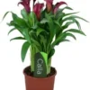 Aronskelk (Zantedeschia 'Allure') D 13 H 40 Cm 1 Aronskelk (Zantedeschia 'Allure') D 13 H 40 Cm -Tuinplanten Winkel 8717263455066