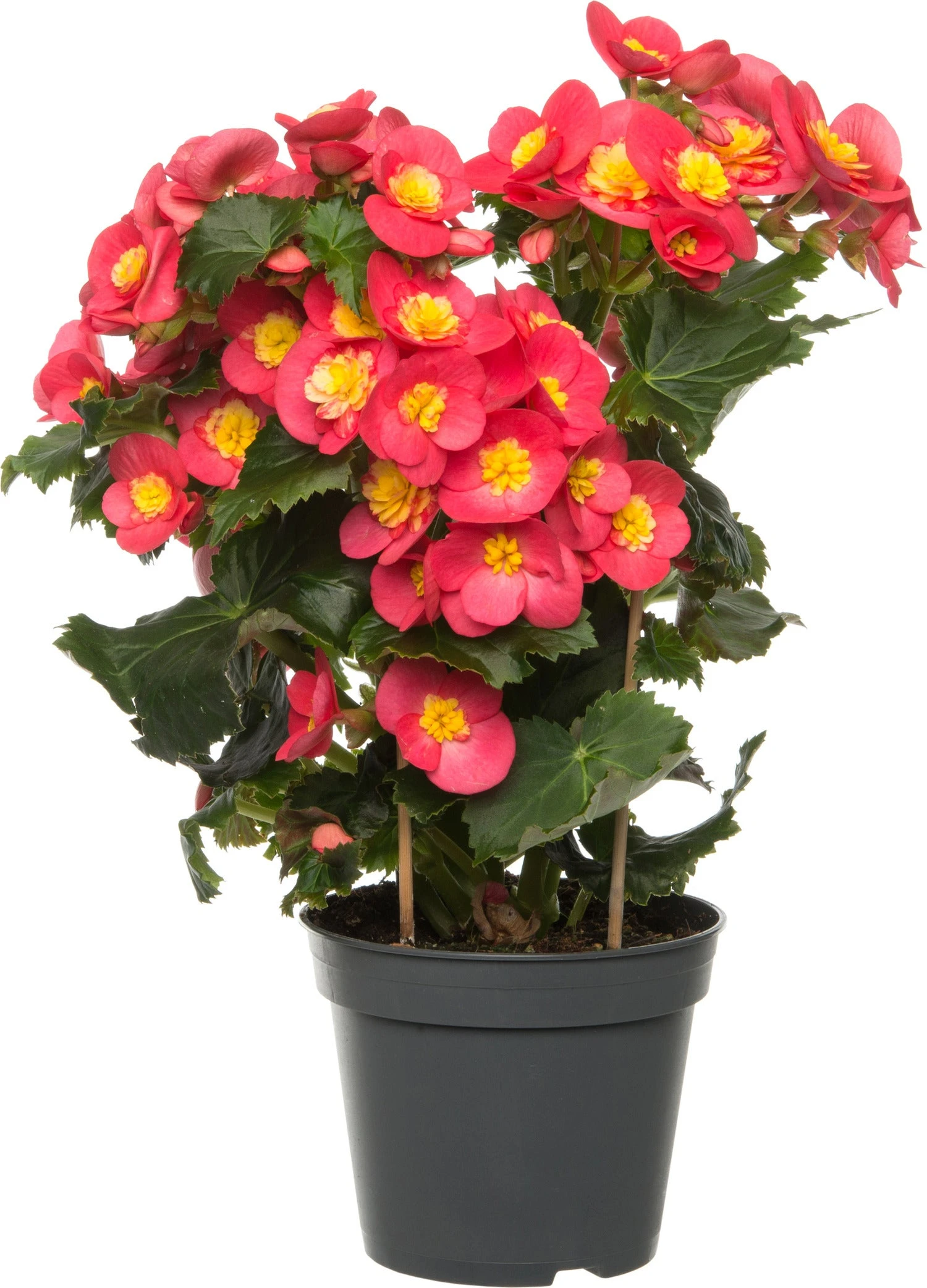 Begonia (Begonia Elatior 'Valentino') D 14 H 30 Cm 3 Begonia (Begonia Elatior 'Valentino') D 14 H 30 Cm