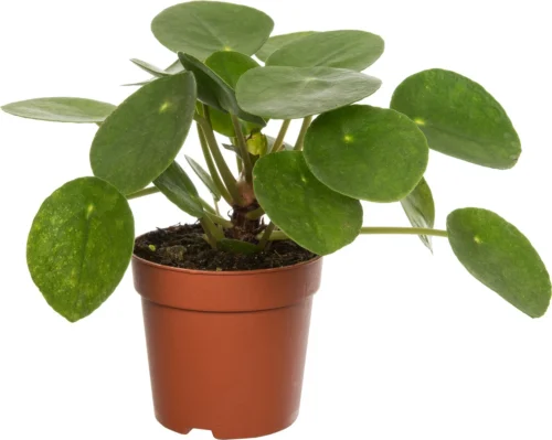 Pannenkoekenplant (Pilea Peperomioides) D 12 H 20 Cm
