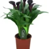 Aronskelk (Zantedeschia 'Odessa') D 13 H 40 Cm 2 Aronskelk (Zantedeschia 'Odessa') D 13 H 40 Cm -Tuinplanten Winkel 8717263455493
