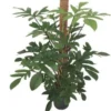 Philodendron (Philodendron Pedatum) D 24 H 120 Cm 2 Philodendron (Philodendron Pedatum) D 24 H 120 Cm -Tuinplanten Winkel 8717263456735