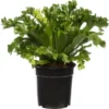 Nestvaren (Asplenium Antiquum 'Leslie') D 17 H 50 Cm 1 Nestvaren (Asplenium Antiquum 'Leslie') D 17 H 50 Cm -Tuinplanten Winkel 8717263456803 1