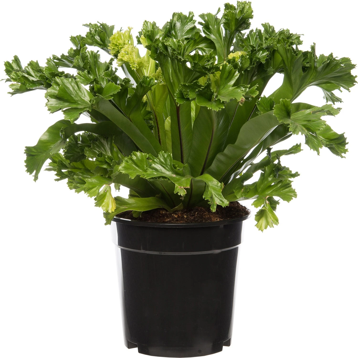 Nestvaren (Asplenium Antiquum 'Leslie') D 17 H 50 Cm 3 Nestvaren (Asplenium Antiquum 'Leslie') D 17 H 50 Cm