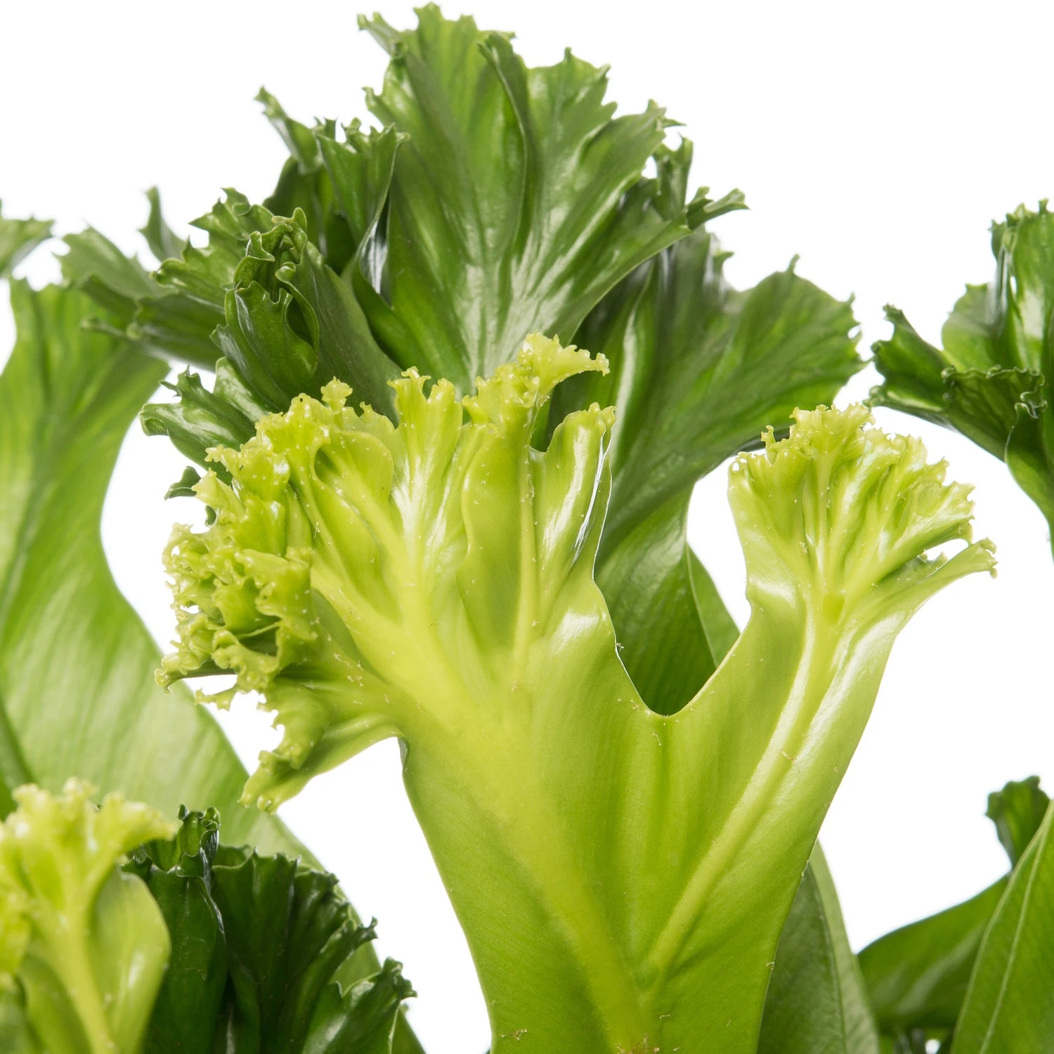 Nestvaren (Asplenium Antiquum 'Leslie') D 17 H 50 Cm 4 Nestvaren (Asplenium Antiquum 'Leslie') D 17 H 50 Cm - Afbeelding 2