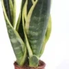 Vrouwentong (Sansevieria Trifasciata 'Superba') D 9 H 30 Cm -Tuinplanten Winkel 8717263456834 1
