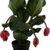 Medinilla (Medinilla Magnifica 'Flamengo') D 17 H 50 Cm 2 Medinilla (Medinilla Magnifica 'Flamengo') D 17 H 50 Cm -Tuinplanten Winkel 8717263456858