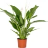 Lepelplant (Spathiphyllum 'Bingo Cupido') D 17 H 65 Cm 1 Lepelplant (Spathiphyllum 'Bingo Cupido') D 17 H 65 Cm -Tuinplanten Winkel 8717263456872 1