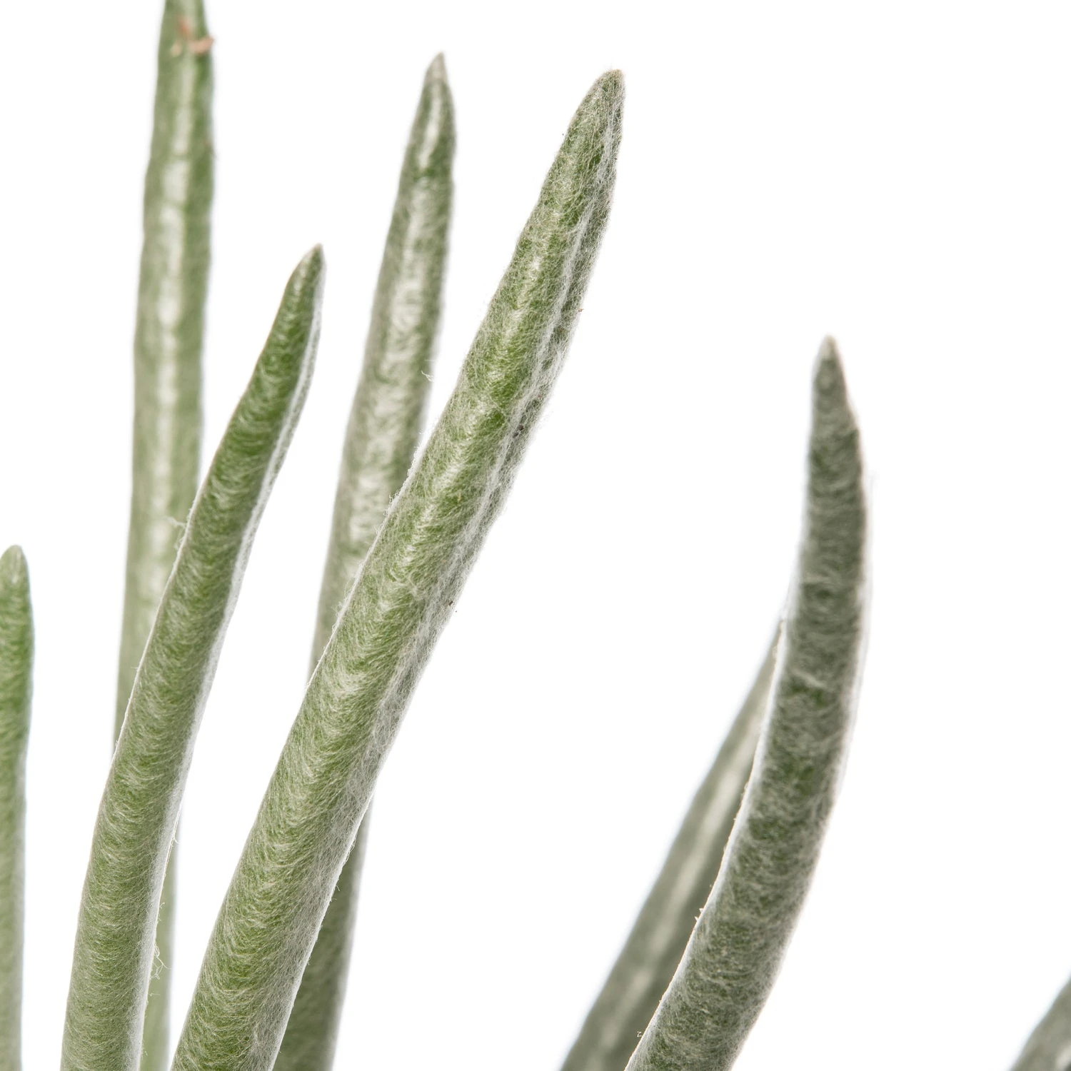 Zilver Kruiskruid (Senecio Scaposus) D 10,5 H 15 Cm 4 Zilver Kruiskruid (Senecio Scaposus) D 10,5 H 15 Cm - Afbeelding 2