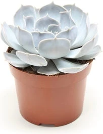 Echeveria (Echeveria 'Lilacina') D 12 H 15 Cm