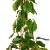 Kastanjedruif (Tetrastigma Voinierianum) D 27 H 160 Cm 2 Kastanjedruif (Tetrastigma Voinierianum) D 27 H 160 Cm -Tuinplanten Winkel 8717263459040 scaled
