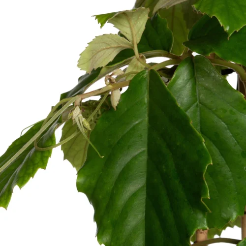 Kastanjedruif (Tetrastigma Voinierianum) D 27 H 160 Cm 5 Kastanjedruif (Tetrastigma Voinierianum) D 27 H 160 Cm -Tuinplanten Winkel 8717263459040 2