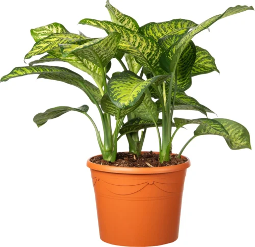 Dieffenbachia (Dieffenbachia Seguine 'Tropic Jewel') D 35 H 130 Cm
