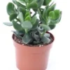 Crassula (Crassula Ov. 'Hulk') D 12 H 18 Cm