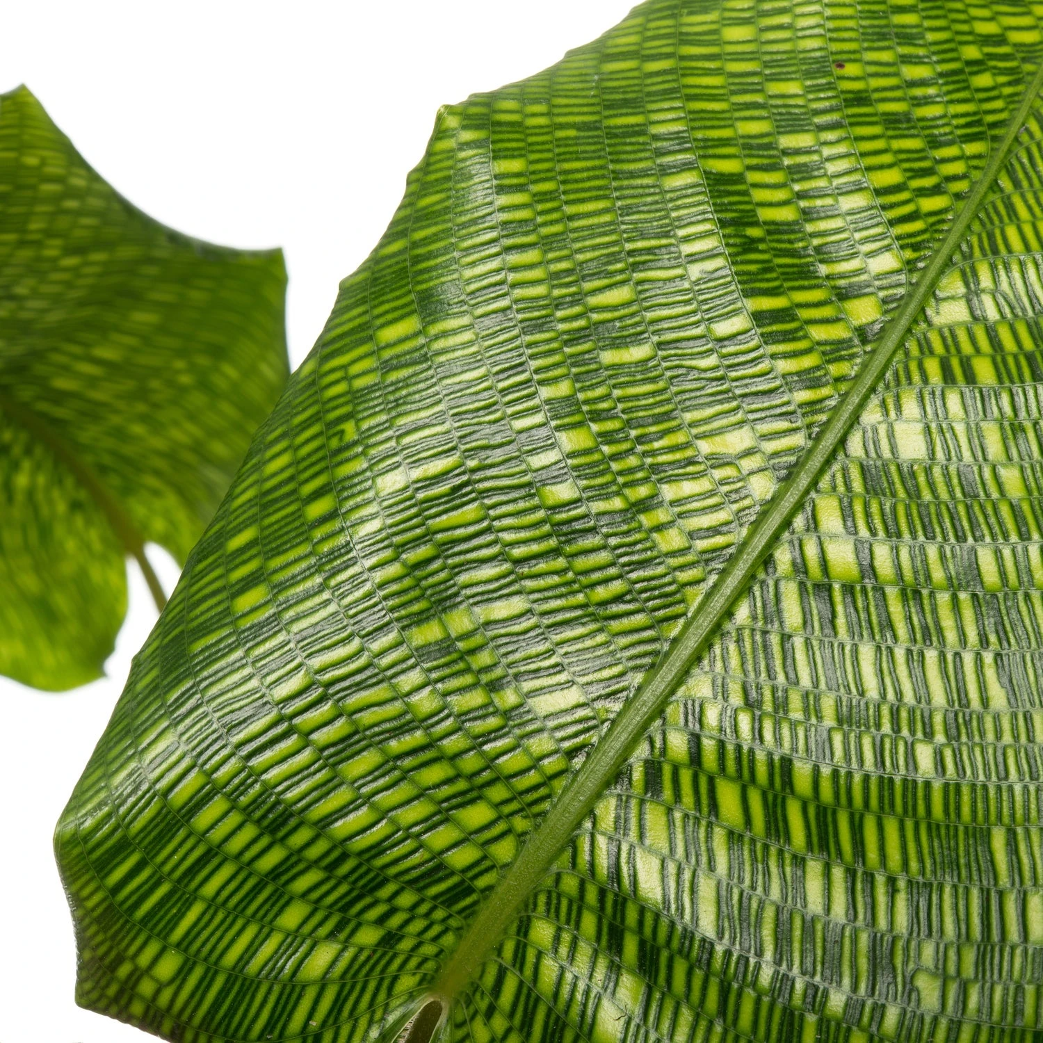 Calathea (Calathea Musaica 'Network') D 17 H 60 Cm 4 Calathea (Calathea Musaica 'Network') D 17 H 60 Cm - Afbeelding 2