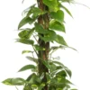 Drakenklimop (Epipremnum 'Aureum') D 19 H 80 Cm 1 Drakenklimop (Epipremnum 'Aureum') D 19 H 80 Cm -Tuinplanten Winkel 8717263461487 scaled