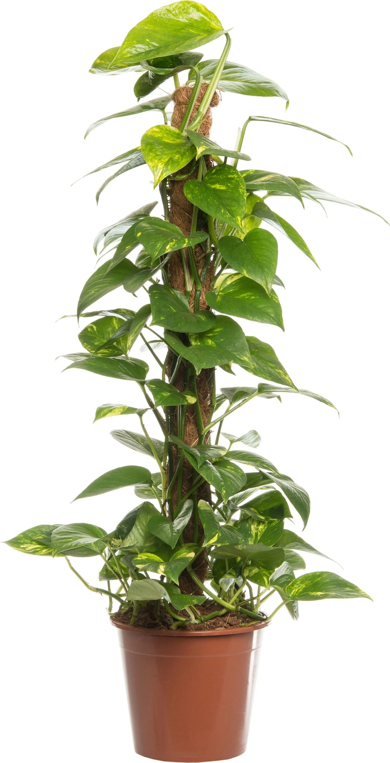 Drakenklimop (Epipremnum 'Aureum') D 19 H 80 Cm 3 Drakenklimop (Epipremnum 'Aureum') D 19 H 80 Cm