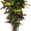 Croton (Codiaeum Variegatum 'Mrs Iceton') D 31 H 140 Cm 2 Croton (Codiaeum Variegatum 'Mrs Iceton') D 31 H 140 Cm -Tuinplanten Winkel 8717263461814 scaled