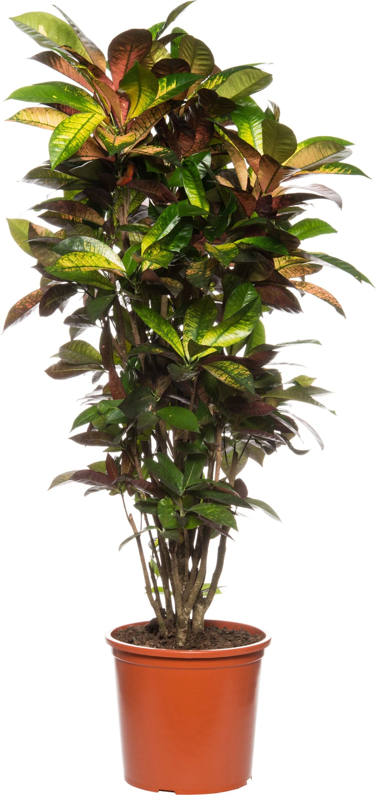 Croton (Codiaeum Variegatum 'Mrs Iceton') D 31 H 140 Cm 3 Croton (Codiaeum Variegatum 'Mrs Iceton') D 31 H 140 Cm