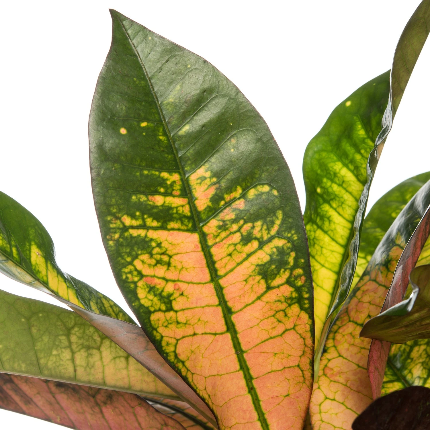 Croton (Codiaeum Variegatum 'Mrs Iceton') D 31 H 140 Cm 4 Croton (Codiaeum Variegatum 'Mrs Iceton') D 31 H 140 Cm - Afbeelding 2