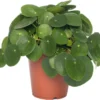 Pannenkoekenplant (Pilea Peperomioides) D 15 H 30 Cm 1 Pannenkoekenplant (Pilea Peperomioides) D 15 H 30 Cm -Tuinplanten Winkel 8717263461883 1