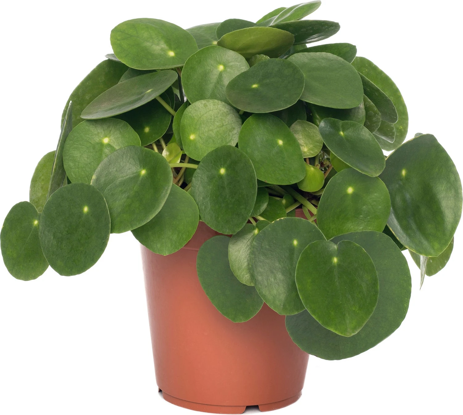Pannenkoekenplant (Pilea Peperomioides) D 15 H 30 Cm 3 Pannenkoekenplant (Pilea Peperomioides) D 15 H 30 Cm