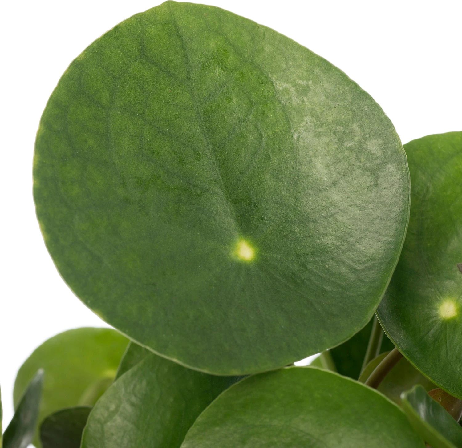 Pannenkoekenplant (Pilea Peperomioides) D 15 H 30 Cm 4 Pannenkoekenplant (Pilea Peperomioides) D 15 H 30 Cm - Afbeelding 2