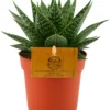 Gasteria (Gasteria 'Aurora') D 10,5 H 15 Cm 1 Gasteria (Gasteria 'Aurora') D 10,5 H 15 Cm -Tuinplanten Winkel 8717263461890