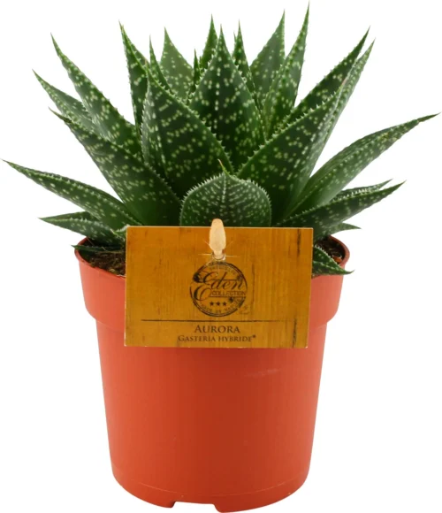 Gasteria (Gasteria 'Aurora') D 10,5 H 15 Cm -Tuinplanten Winkel 8717263461890 1 1