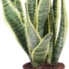 Vrouwentong (Sansevieria Trifasciata 'Laurentii') D 9 H 30 Cm 1 Vrouwentong (Sansevieria Trifasciata 'Laurentii') D 9 H 30 Cm -Tuinplanten Winkel 8717263464976 1