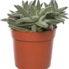 Crassula (Crassula Tenelli) D 10,5 H 15 Cm -Tuinplanten Winkel 8717263465393 1