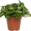 Peperomia (Peperomia 'Pixie) D 12 H 20 Cm 1 Peperomia (Peperomia 'Pixie) D 12 H 20 Cm -Tuinplanten Winkel 8717263465911