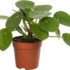 Pannenkoekenplant (Pilea Peperomioides) D 7 H 15 Cm 1 Pannenkoekenplant (Pilea Peperomioides) D 7 H 15 Cm -Tuinplanten Winkel 8717263466451