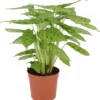 Calathea (Calathea Leopardina) D 12 H 35 Cm 2 Calathea (Calathea Leopardina) D 12 H 35 Cm -Tuinplanten Winkel 8717263466819