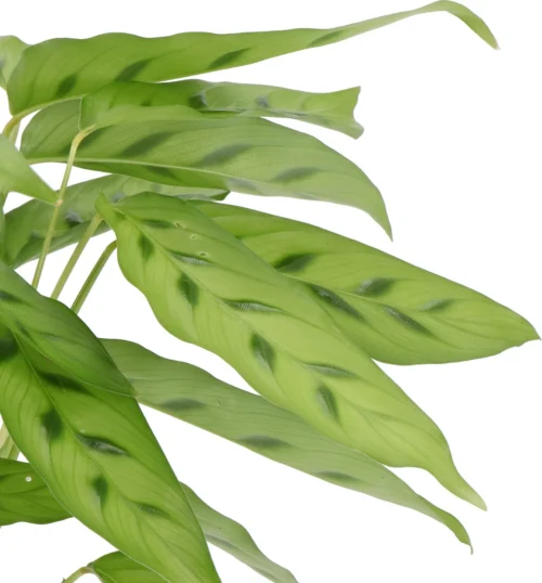 Calathea (Calathea Leopardina) D 12 H 35 Cm -Tuinplanten Winkel 8717263466819 2