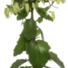Kalanchoë (Kalanchoe 'Magic Bell') D 14 H 65 Cm -Tuinplanten Winkel 8717263467717 scaled